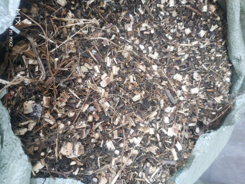 青蒿，打粉专用