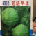 特价处理春秋甘蓝种子，**，916，品翠等甘蓝种子