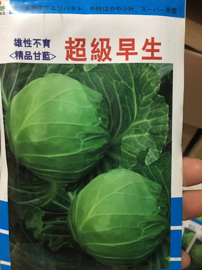 特价处理春秋甘蓝种子，**，916，品翠等甘蓝种子