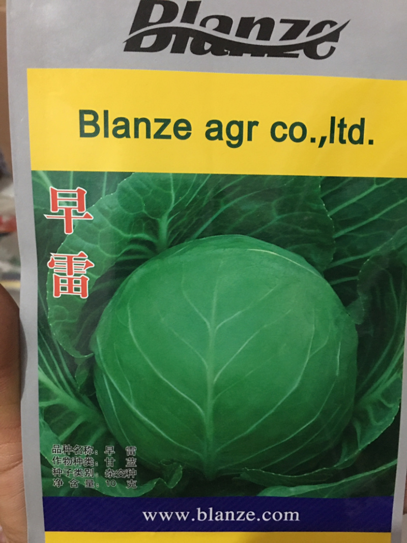 特价处理春秋甘蓝种子，**，916，品翠等甘蓝种子