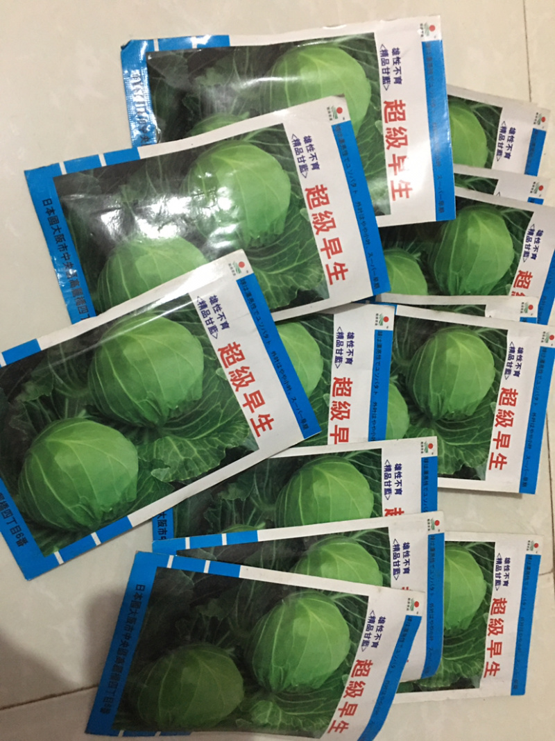 特价处理春秋甘蓝种子，**，916，品翠等甘蓝种子