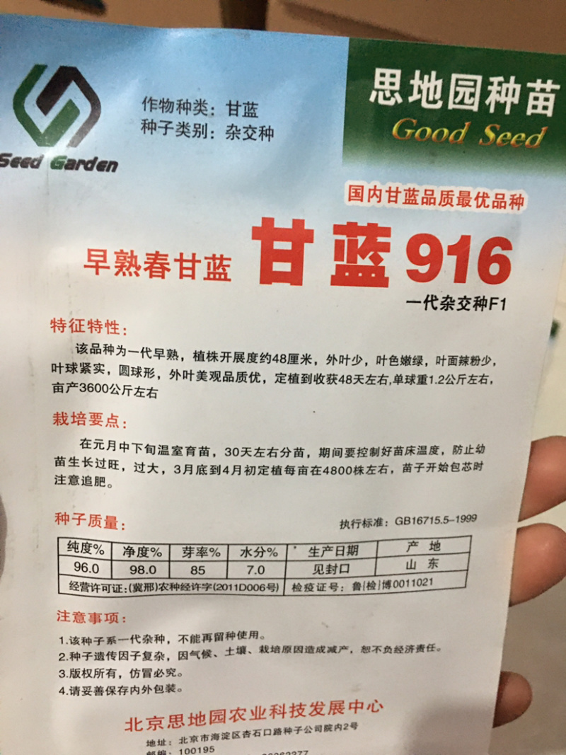 特价处理916甘蓝种子