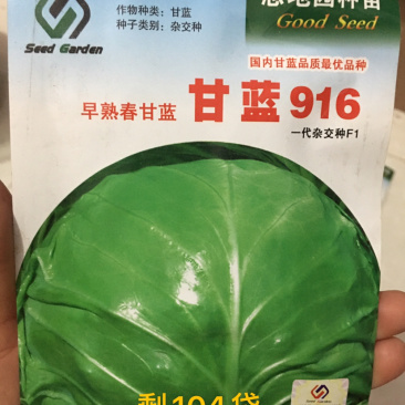 特价处理916甘蓝种子