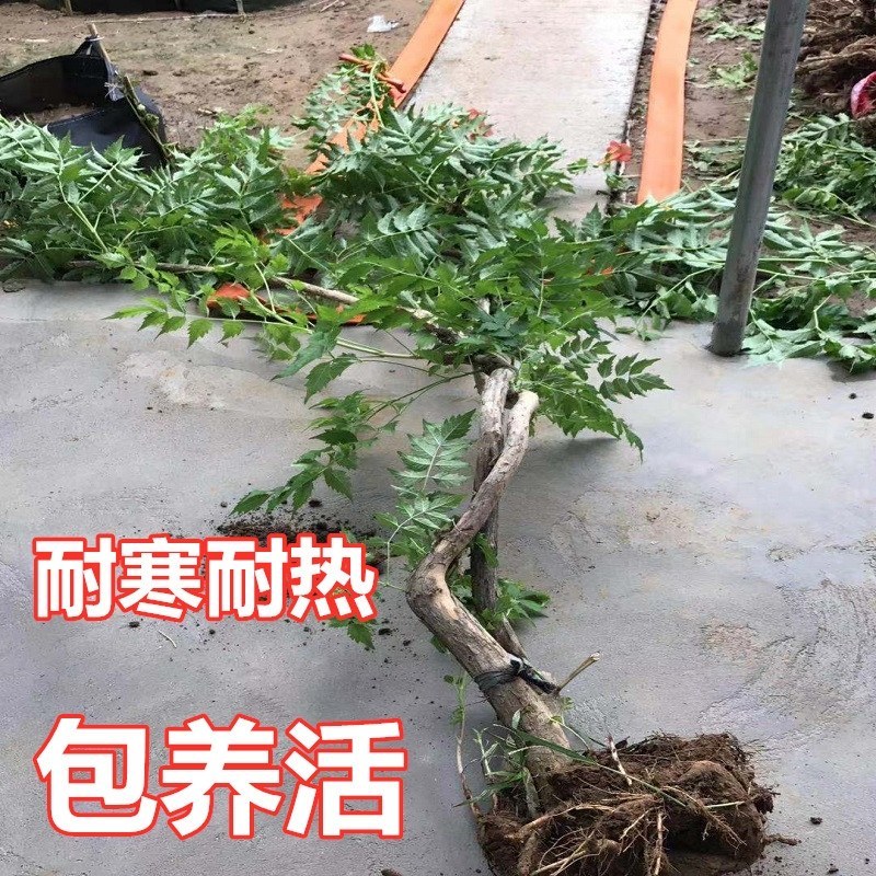 凌霄花苗爬藤植物美国庭院攀援藤本花卉四季炮仗花常绿凌霄花