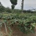 四川苍溪红心猕猴桃苗产地现挖现发品种纯正免费指导技术