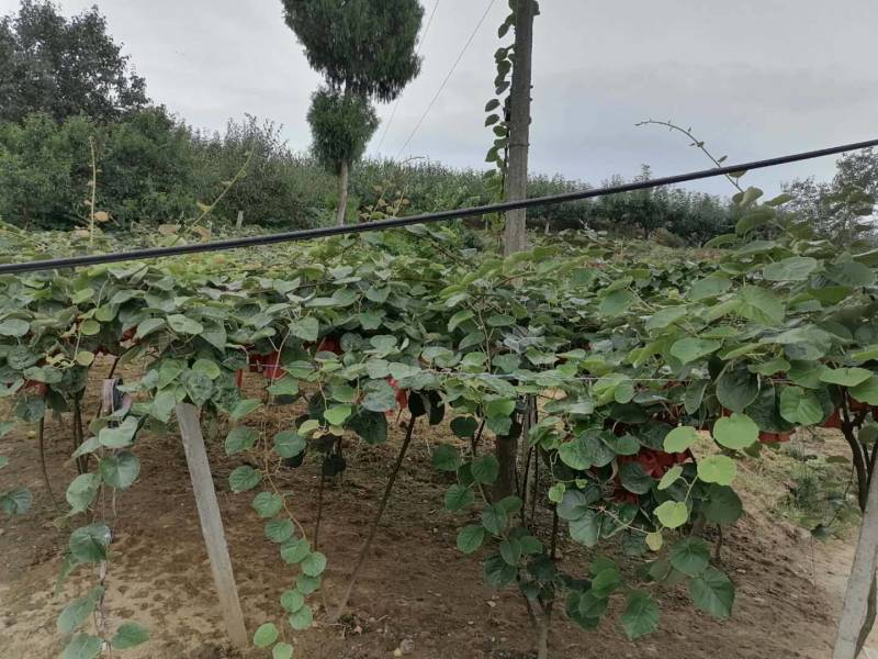 四川苍溪红心猕猴桃苗产地现挖现发品种纯正免费指导技术
