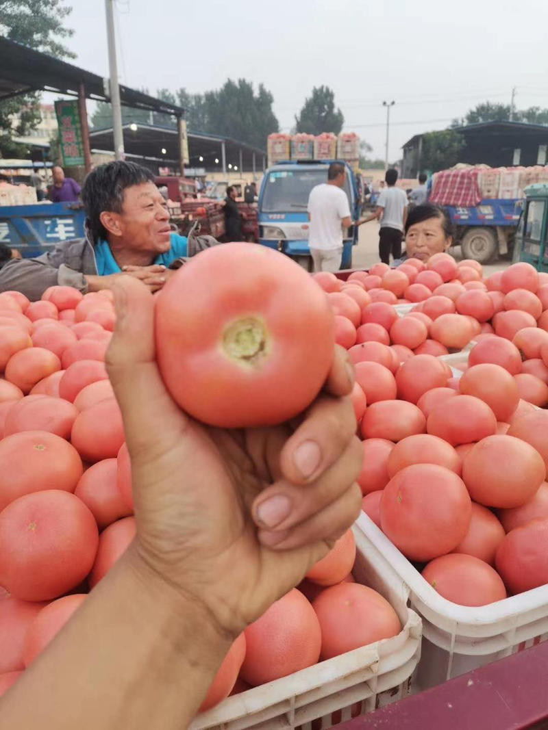 精品硬粉西红柿产地直发聊城东昌府区西红柿全国发货