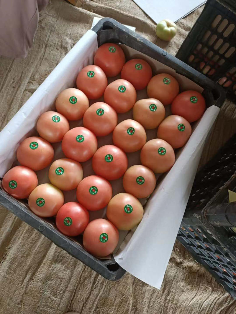 精品硬粉西红柿产地直发聊城东昌府区西红柿全国发货