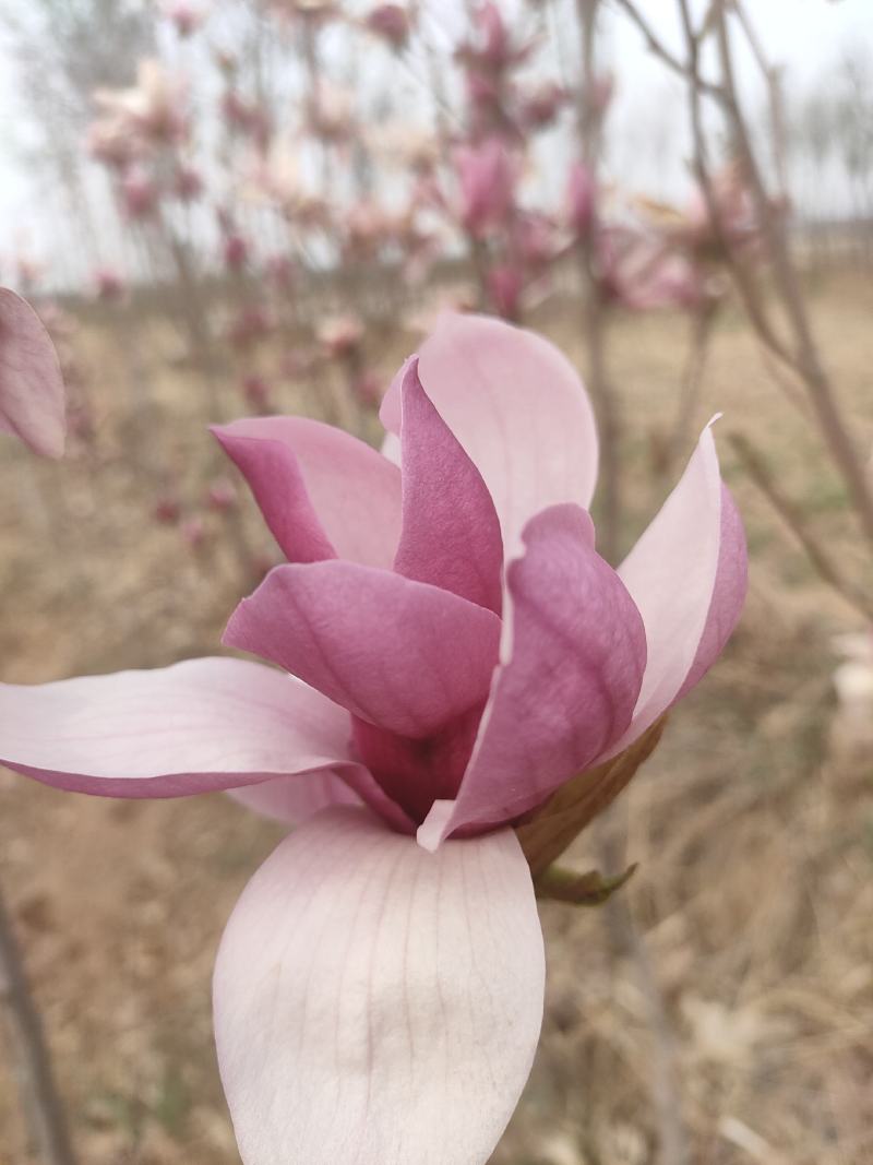 苗圃出售紫玉兰，娇红玉兰-