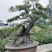自家苗圃供应金弹子基地直销盆景造型视频看货
