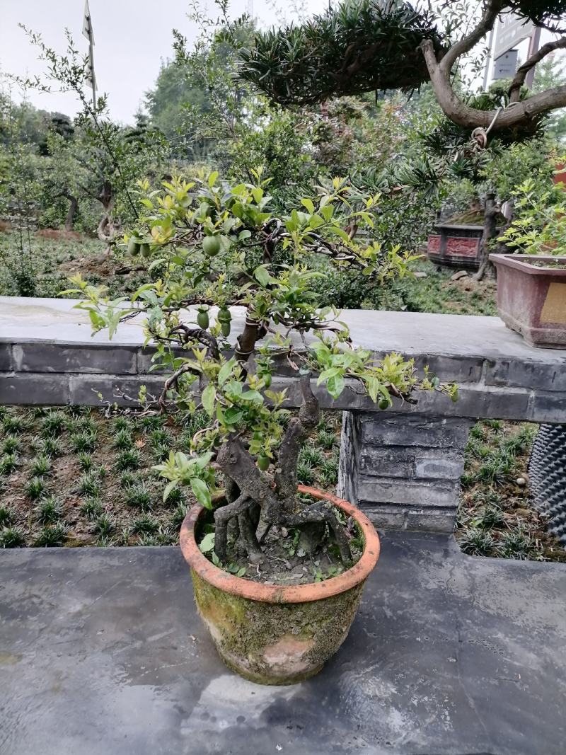 自家苗圃供应金弹子基地直销盆景造型视频看货
