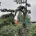 自家苗圃供应金弹子基地直销盆景造型视频看货