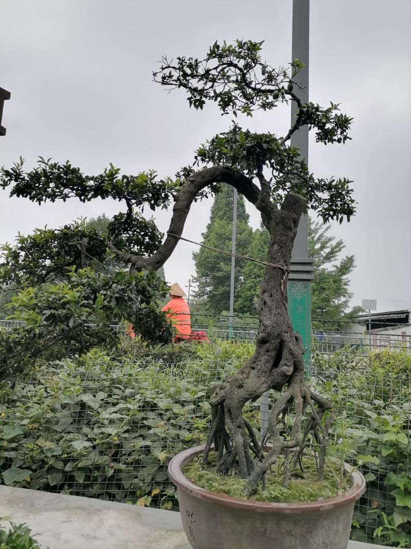 自家苗圃供应金弹子基地直销盆景造型视频看货