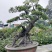 自家苗圃供应金弹子基地直销盆景造型视频看货