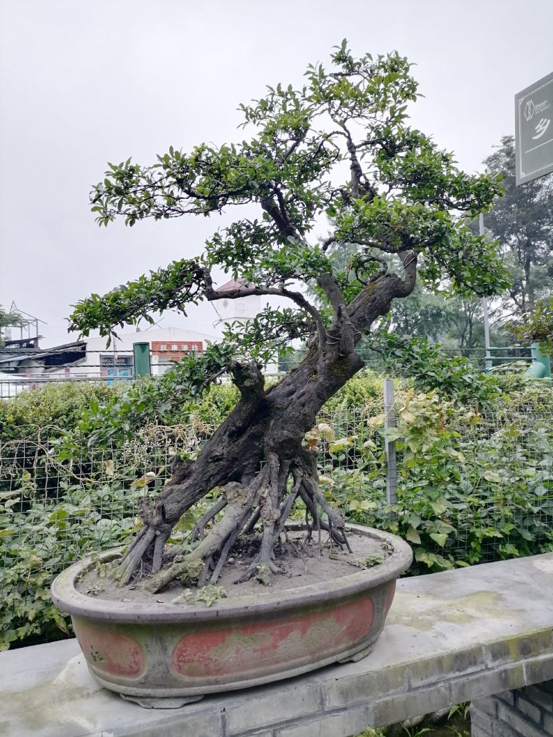 自家苗圃供应金弹子基地直销盆景造型视频看货