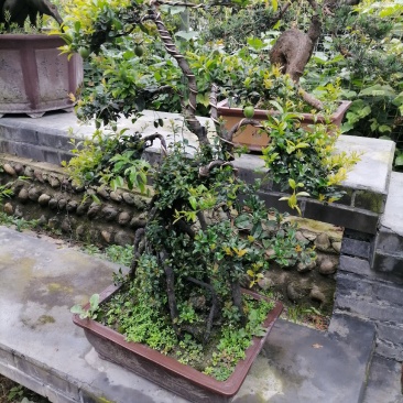 自家苗圃供应金弹子基地直销盆景造型视频看货