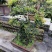 自家苗圃供应金弹子基地直销盆景造型视频看货