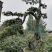 自家苗圃供应金弹子基地直销盆景造型视频看货