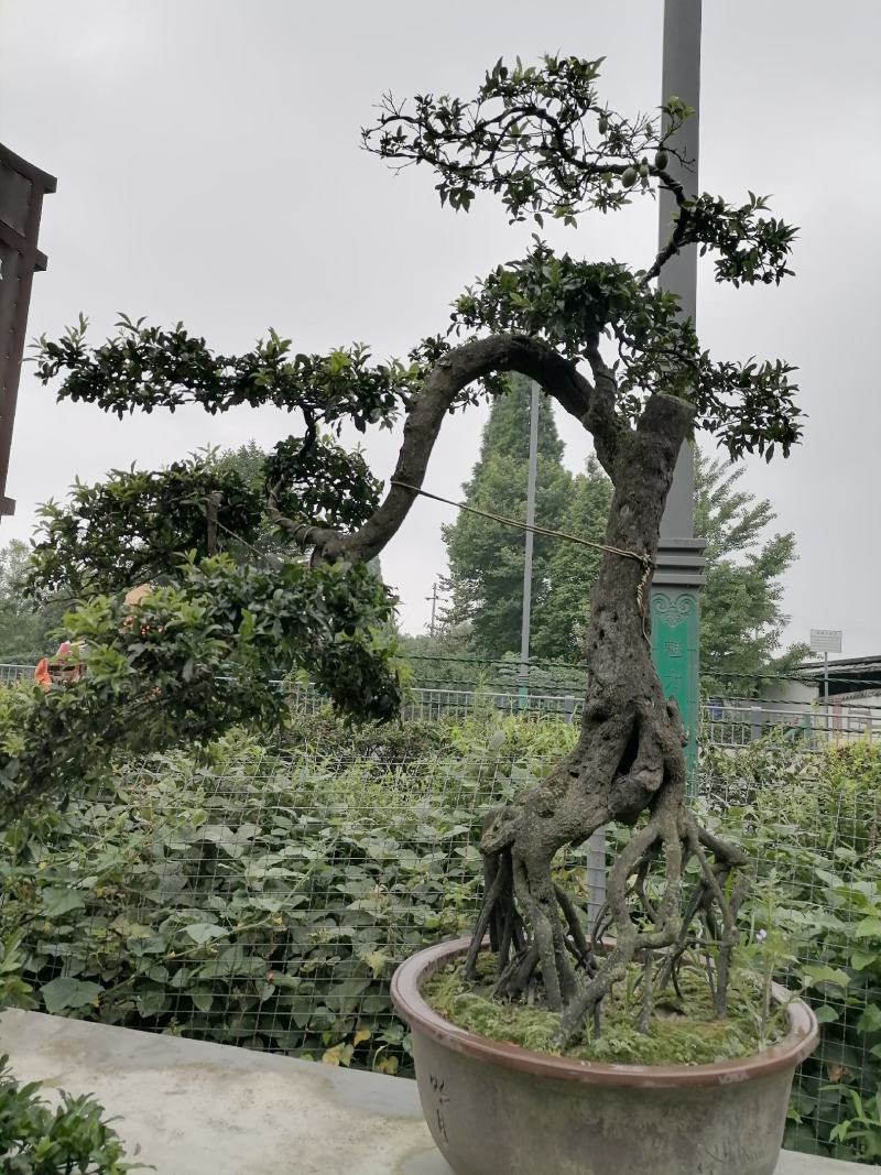 自家苗圃供应金弹子基地直销盆景造型视频看货