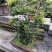 自家苗圃供应金弹子基地直销盆景造型视频看货