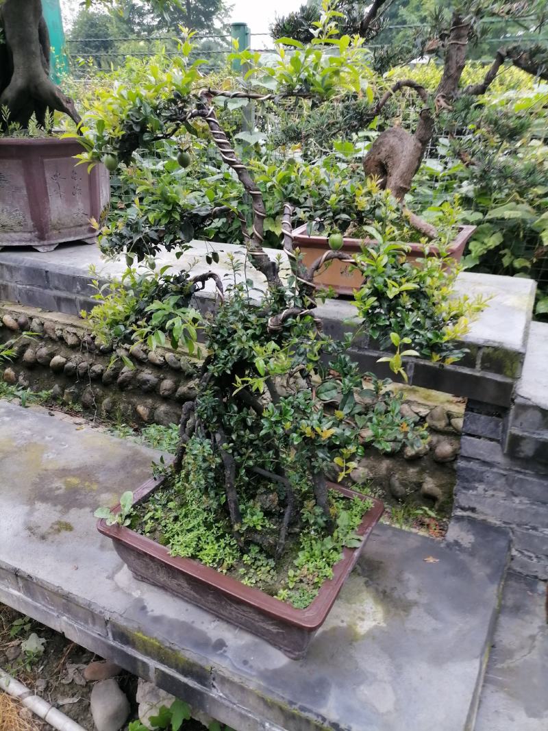 自家苗圃供应金弹子基地直销盆景造型视频看货