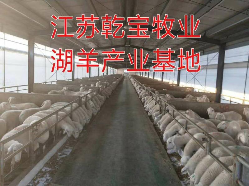 【推荐】羊粪发酵羊粪肥养殖场直发菌种发酵质量保证价格美丽