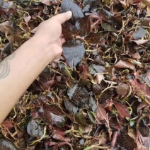供应野生金线莲鲜草欢迎客商合作共赢