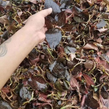 供应野生金线莲鲜草欢迎客商合作共赢