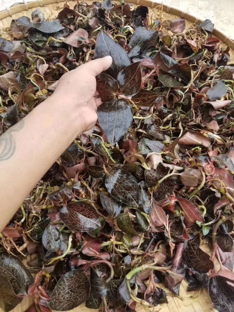 供应野生金线莲鲜草欢迎客商合作共赢