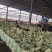 【有机肥料】发酵羊粪禽畜粪便养殖场直发欢迎咨询