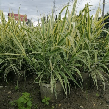 花叶芦竹袋苗，高度80-100公分，冠幅60-70公分