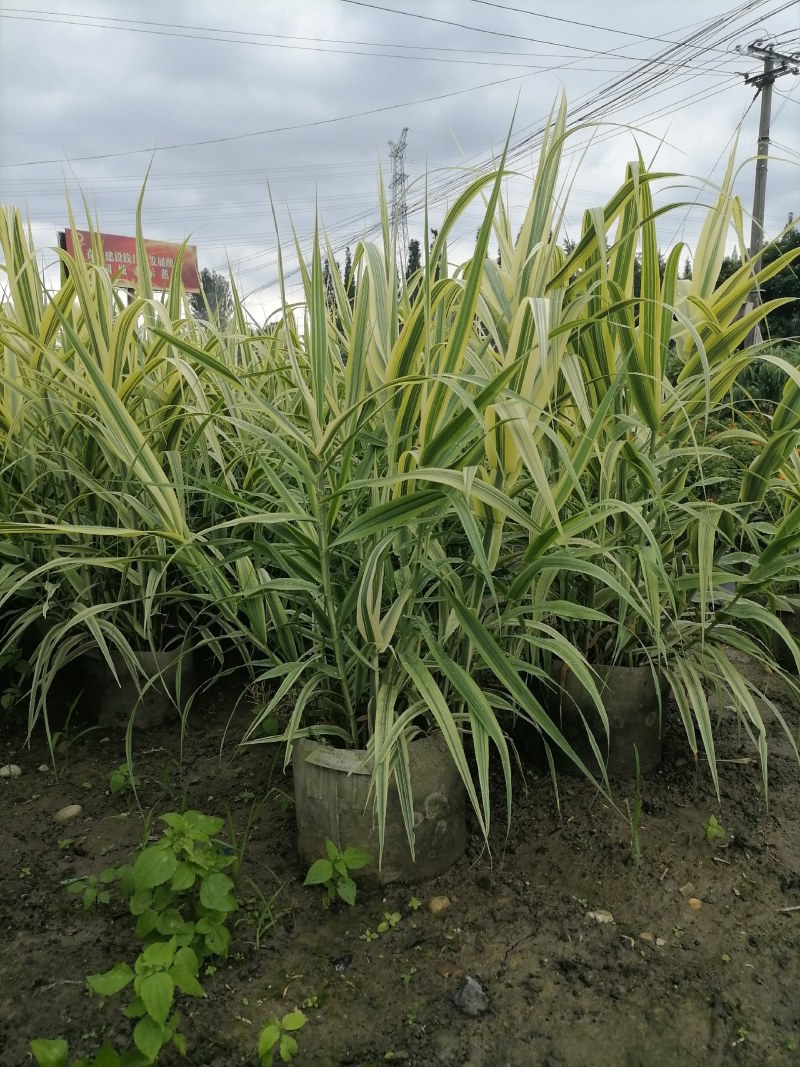 花叶芦竹袋苗，高度80-100公分，冠幅60-70公分
