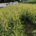 花叶芦竹袋苗，高度80-100公分，冠幅60-70公分