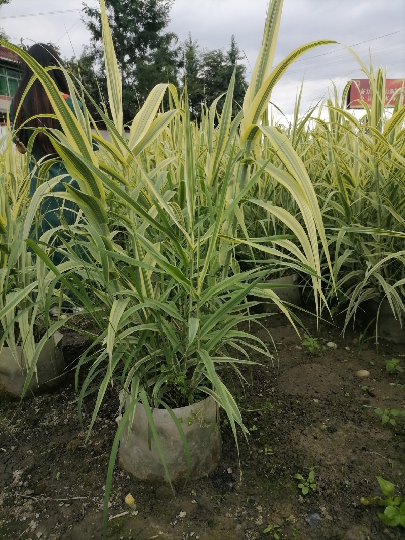花叶芦竹袋苗，高度80-100公分，冠幅60-70公分