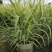 花叶芦竹袋苗，高度80-100公分，冠幅60-70公分