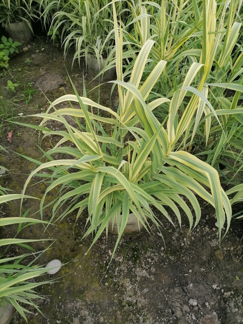 花叶芦竹袋苗，高度80-100公分，冠幅60-70公分