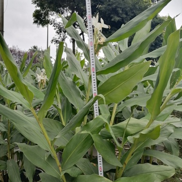 姜花加伦杯，高度90-100公分，冠幅60左右