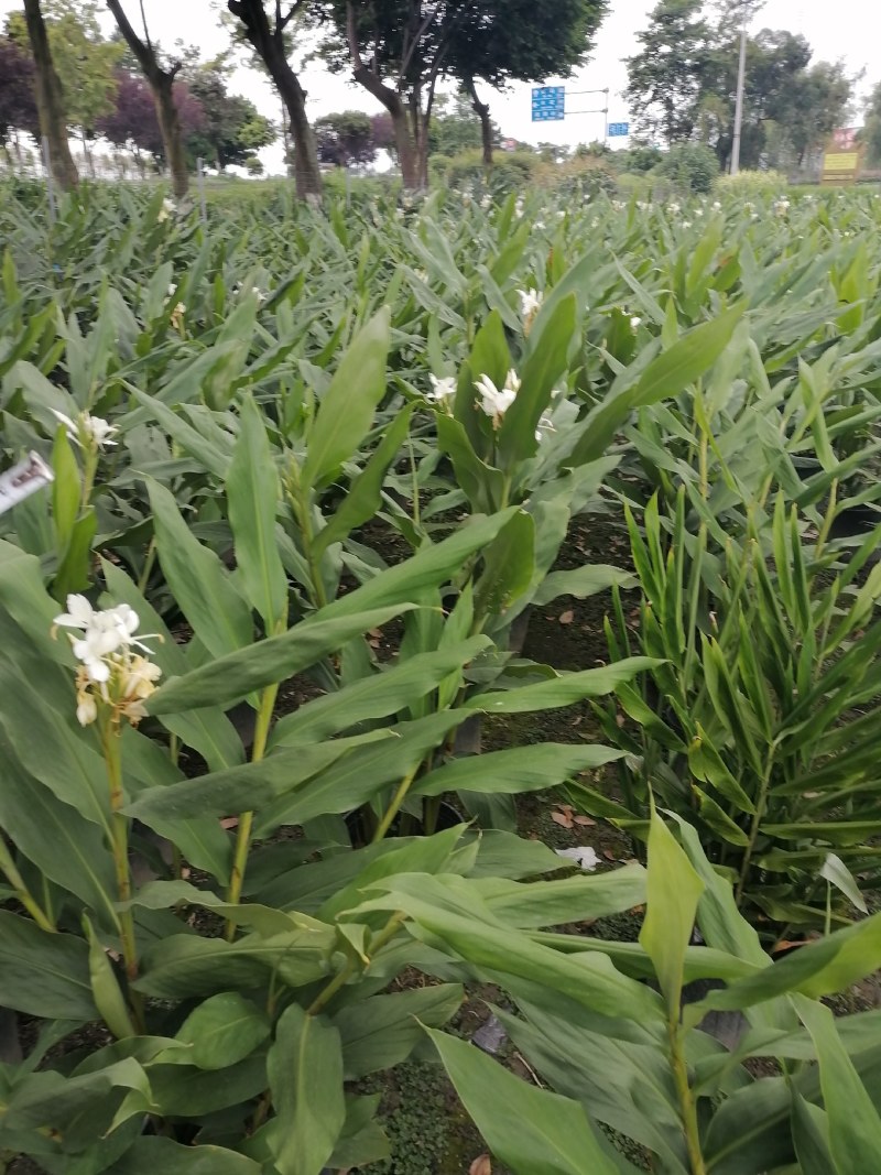 姜花加伦杯，高度90-100公分，冠幅60左右
