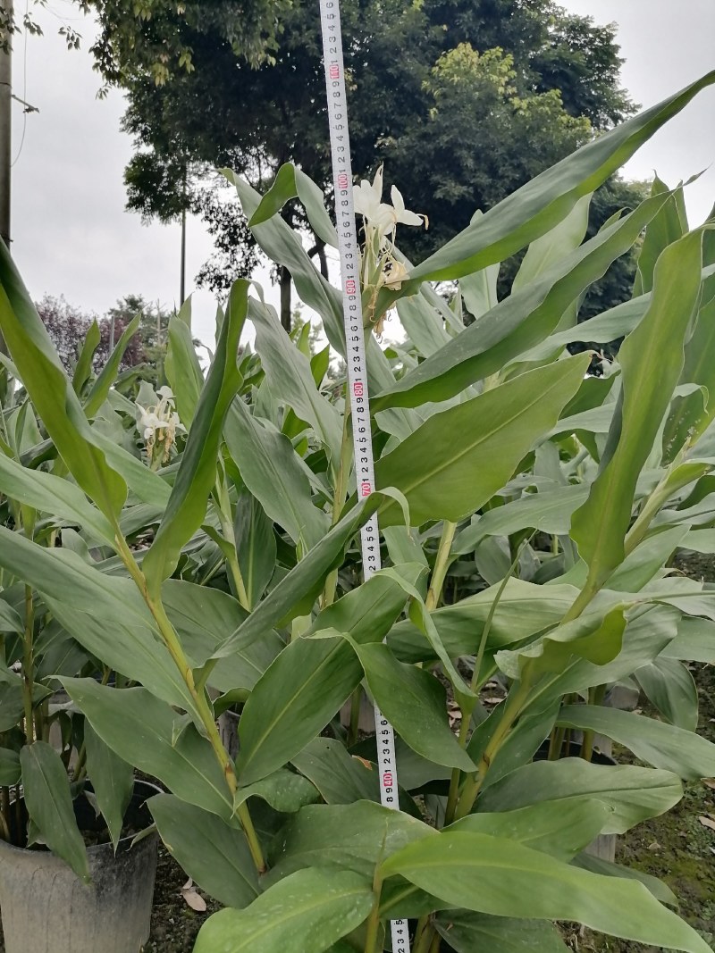 姜花加伦杯，高度90-100公分，冠幅60左右