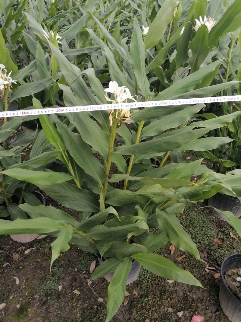 姜花加伦杯，高度90-100公分，冠幅60左右