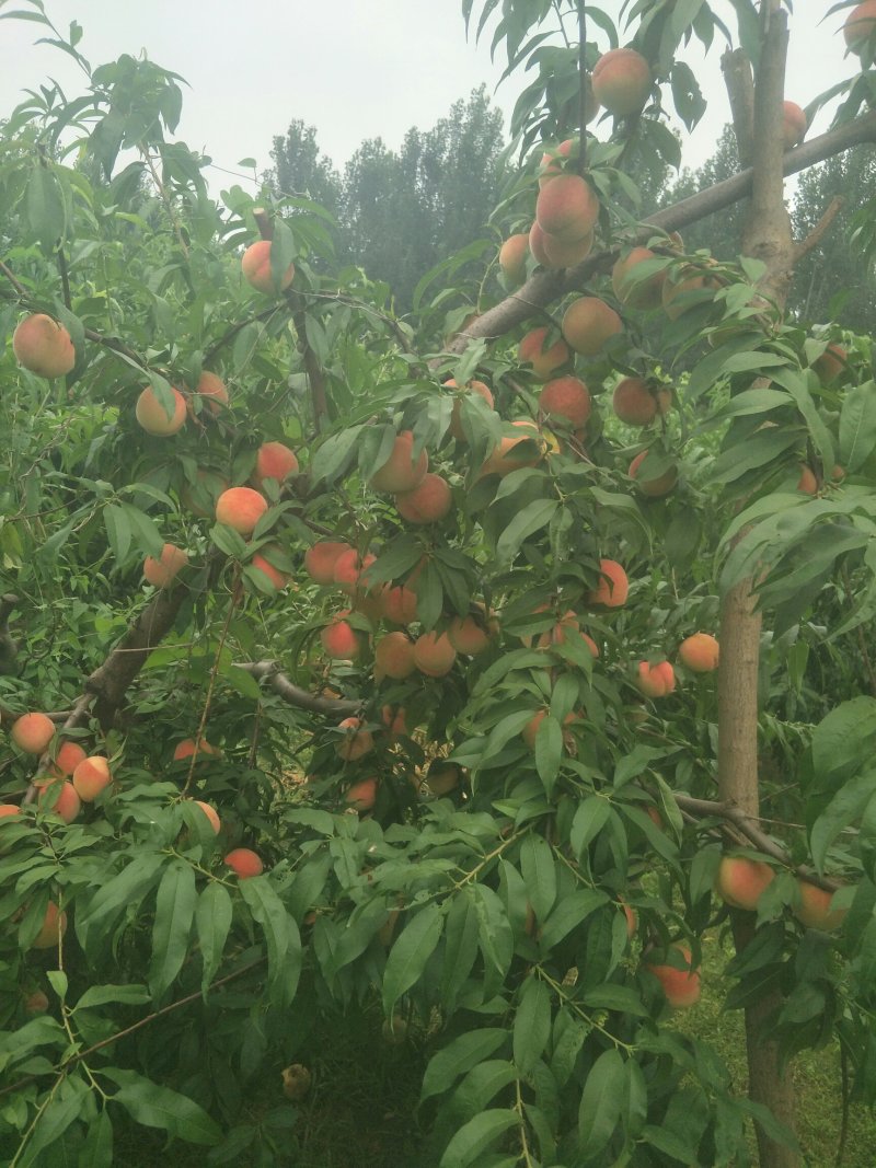 红岗山毛桃个大光亮鲜红