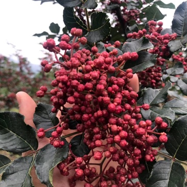 大凉山盐源红花椒，麻味十足。