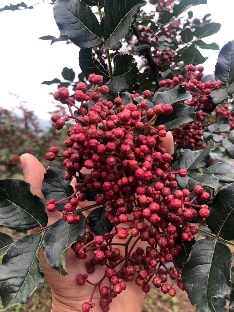 大凉山盐源红花椒，麻味十足。