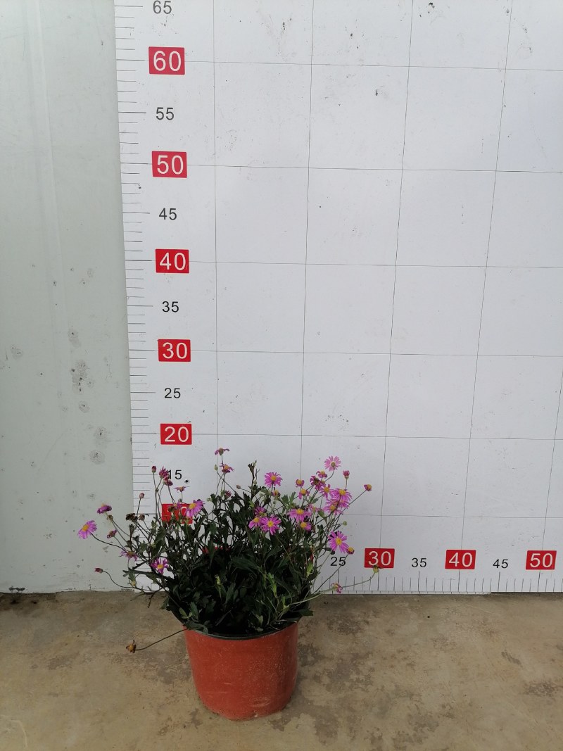 姬小菊杯苗20--25公分，双色杯，冠幅15-20公分