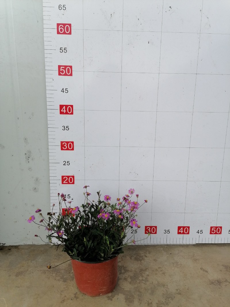 姬小菊杯苗20--25公分，双色杯，冠幅15-20公分