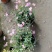 姬小菊杯苗20--25公分，双色杯，冠幅15-20公分