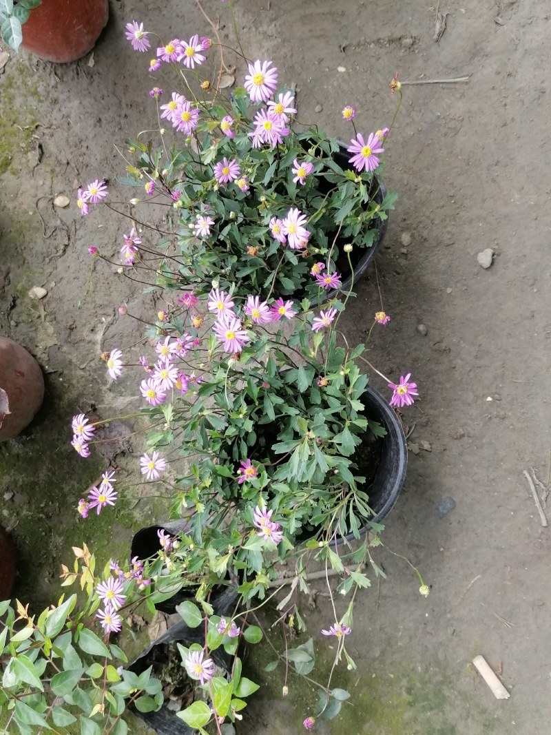 姬小菊杯苗20--25公分，双色杯，冠幅15-20公分