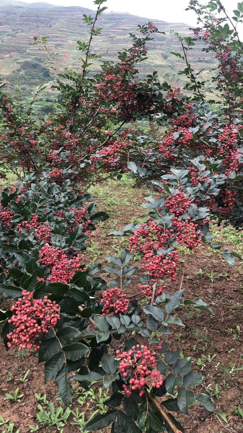 大凉山盐源红花椒，麻味十足。