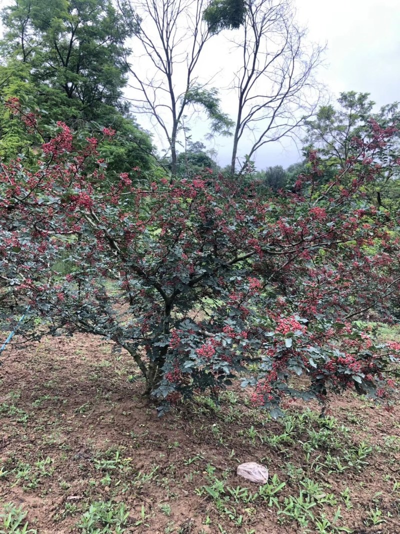 大凉山盐源红花椒，麻味十足。