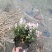 自家苗圃供应花叶络石基地直销视频看货保质保量